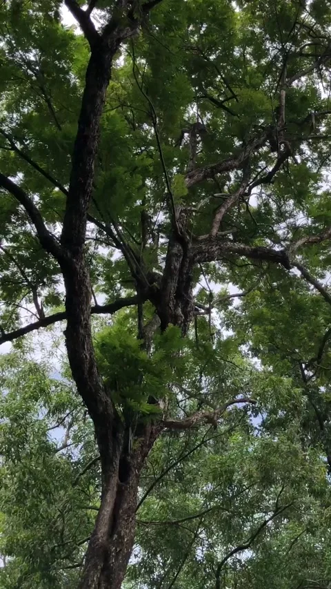 Rugged Tree Trunk and Twisting Branches Viewed from Below Vidéo 342314034