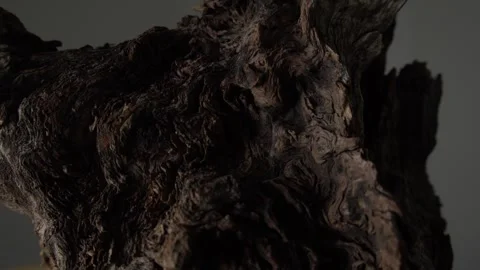 Rugged Tree Trunk with Dark Wood Textures Stock Footage 291944572
