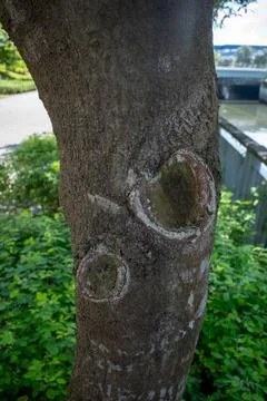 Rugged tree trunk featuring two distinct circular openings, textured bark Stock Photos