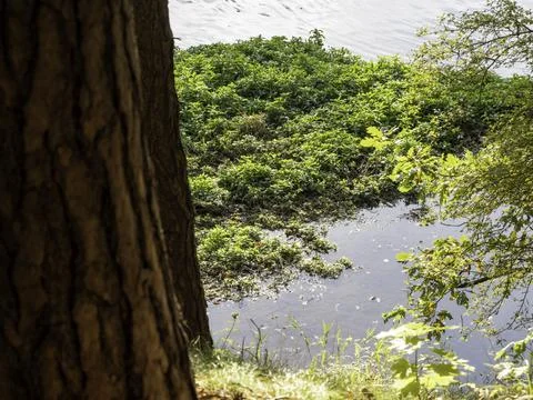 Rugged tree trunk frames serene riverbank Stock Photos