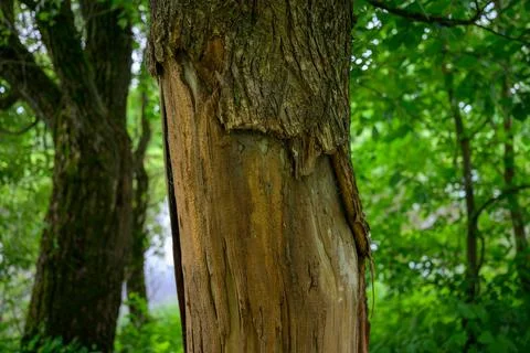 Rugged tree trunk with peeling bark stands in green forest Stock Photos