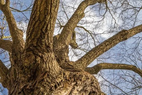 Rugged Tree trunk seen from the bottom Stock Photos