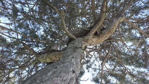 Rugged trunk and dense pine Pinus tree canopy with bright sun flare viewed from Stock Footage 341288680