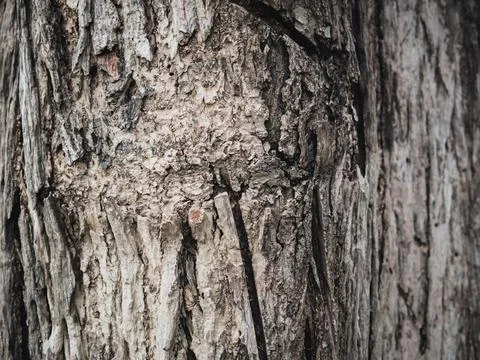 Rugged Wood Texture Rough Pine Tree Background Stock Photos