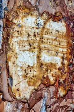 Ruined bark Stock Photos