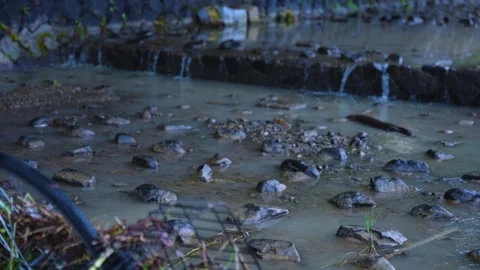 Ruined Bicycle Flushed Down Stream by Flooding in Kyoto, Pan to Giant Salamander Stock Footage 340787096