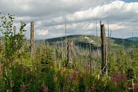 Ruined forest Stock-Fotos