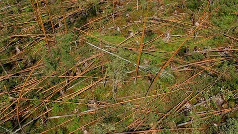 Ruined forest windbreak Stockbeeldmateriaal 101295944