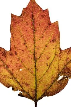 Ruined leaf backlight macro closeup Stock Photos