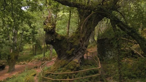 Ruined Stone Structure Next To An Old Tree Covered With Moss 動画素材 283656059