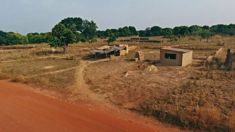 Ruins and cows by an old tree Stock Footage 80755991