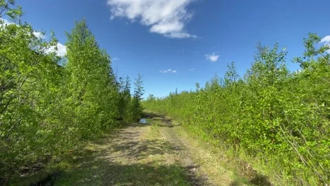 Ruins and tree-lined roads in an abandoned city. 4K shooting. Stock Footage 132385716