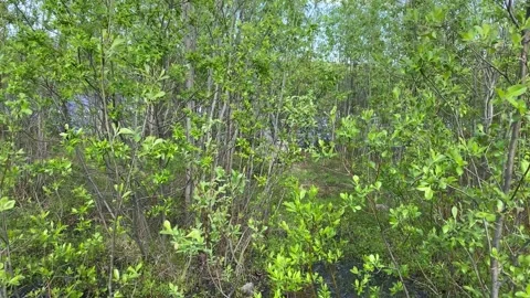 Ruins and tree-lined roads in an abandoned city. 4K shooting. Stock Footage 132388757