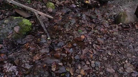 Ruins in autumn Stock Footage 186136267