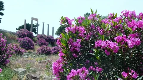 Ruins of Byblos Stock Footage 242036911