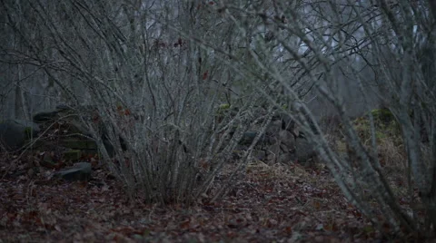Ruins in dark forest Stock Footage 60651657
