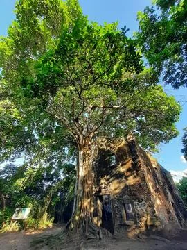 Ruins in the forest Stock Photos