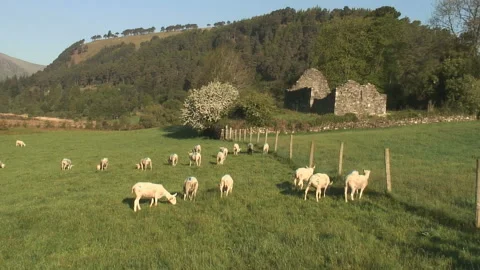The ruins of the Monastery of Glendalough in County Wicklow Stock Footage 155528413