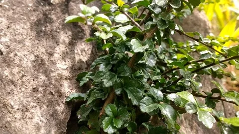 Rukem plant attached to the rock Stock Footage 326403653