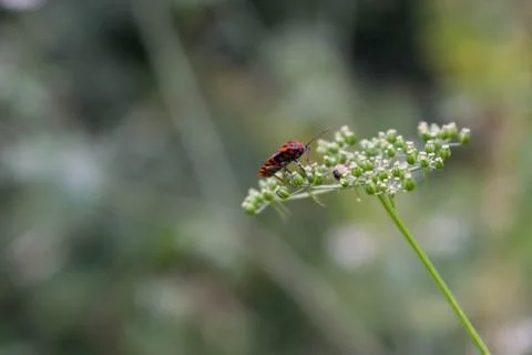 Rule of thirds composition with ladybug variation in hungary. Setting off fro 库存照片