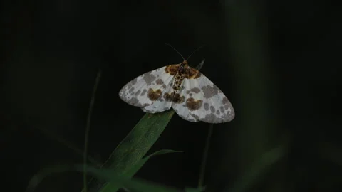 The ruler moth perched atop the bamboo leaves and flew away suddenly Stock Footage 241509404
