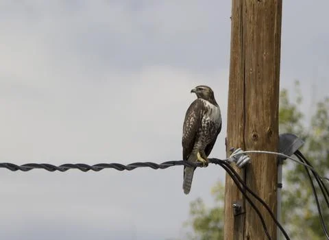 Ruler of the Wire Foto stock