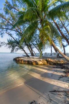Rum Point Palm Tree Stock Photos