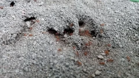 Rumah Semut Stock Footage 231109464