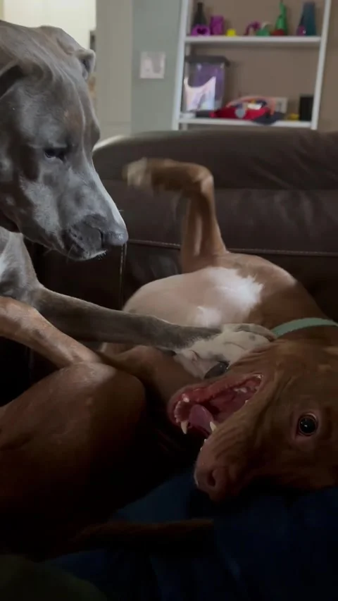 Rumble on the Couch Stock Footage 313292166