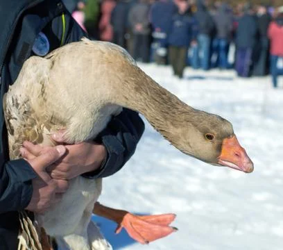 Rumble goose in human hands Stock Photos