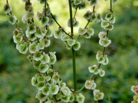 Rumex acetosa. Stock Photos