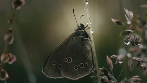 Rumex Acetosa Ringlet Butterfly Aphantopus Hyperantus Grassland Stock Footage 317545577