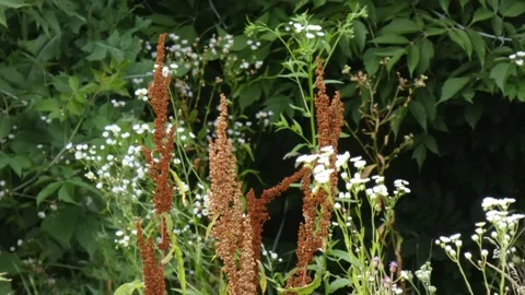 Rumex confertus brown seeds with white wild flowers in dark green forest edge Stock Footage 341348826
