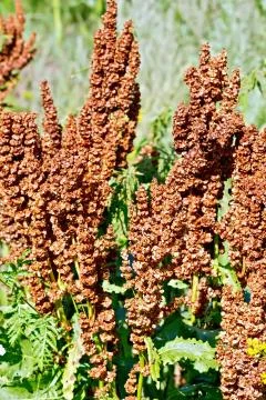 Rumex confertus Stock Photos