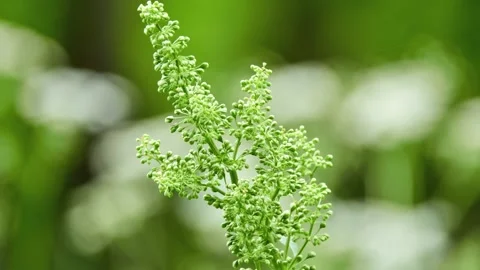 Rumex crispus, curly dock, curled dock or yellow dock, is perennial flowering Stock Footage 198722922