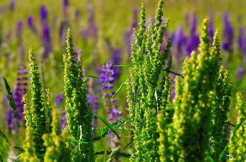 Rumex longifolius Stock Photos