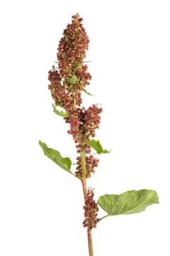 Rumex 写真素材