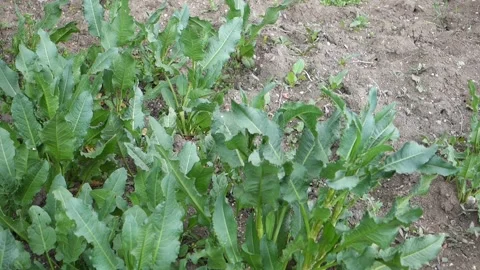 Rumex plant, large efelek (Rumex plant) plant leaves, herbal herb from medi.. 스톡 동영상 240991698