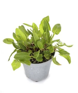 Rumex in studio Stock Photos