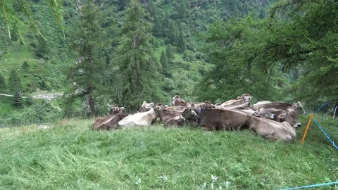 Ruminant cows at Fraina, Premana Video stock 157392183