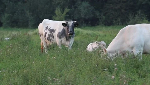 Ruminating and grazing cows Stock Footage 8521319