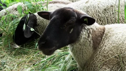 Ruminating black-headed sheep Video stock 254081909