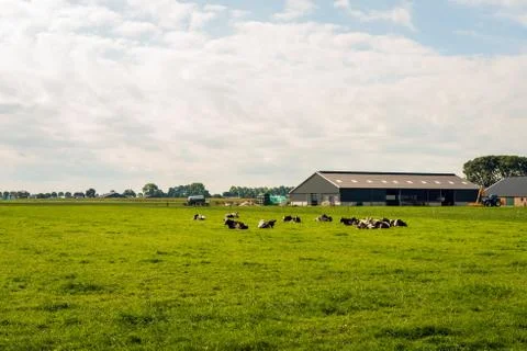 Ruminating black spotted cows in a fresh green Dutch meadow Stock Photos