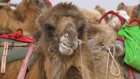 Ruminating camel in Gobi Desert Stock-Footage 88337214