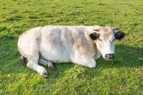 Ruminating cow lying in grass Stock Photos