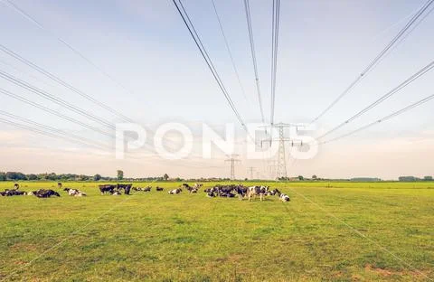 Ruminating cows in a meadow under high voltage lines Stock Photos