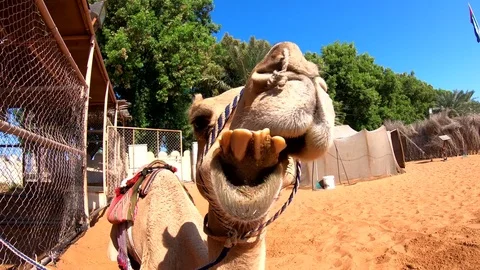 Ruminating dromedary, Camelus dromedarius, camel, creazy, bad teeth, 4K Stock Footage 83655362