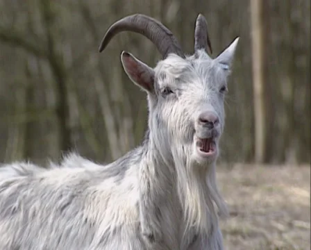 Ruminating female white goat - on camera 動画素材 35640644