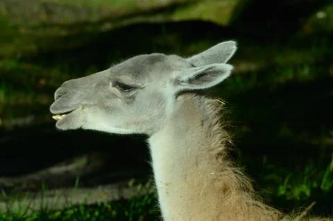 Ruminating guanaco Foto stock