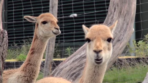 Ruminating Llamas Stock Footage 68728815